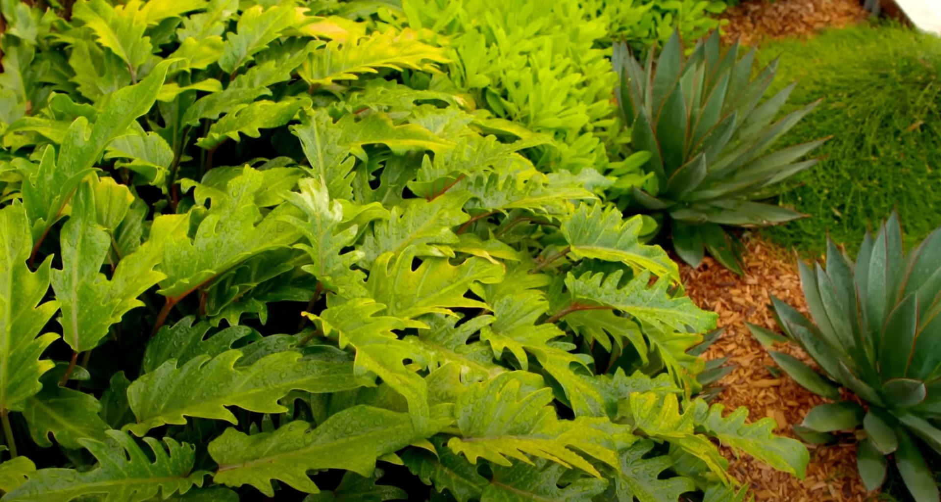 Tropical and Perennial Plant Installation and Garden Design Dense tropical and perennial plant landscaping with various green foliage textures, natural mulch ground cover, creating a lush garden environment
